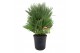 Chamaerops humilis vulcano 