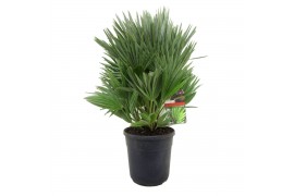 Chamaerops humilis vulcano