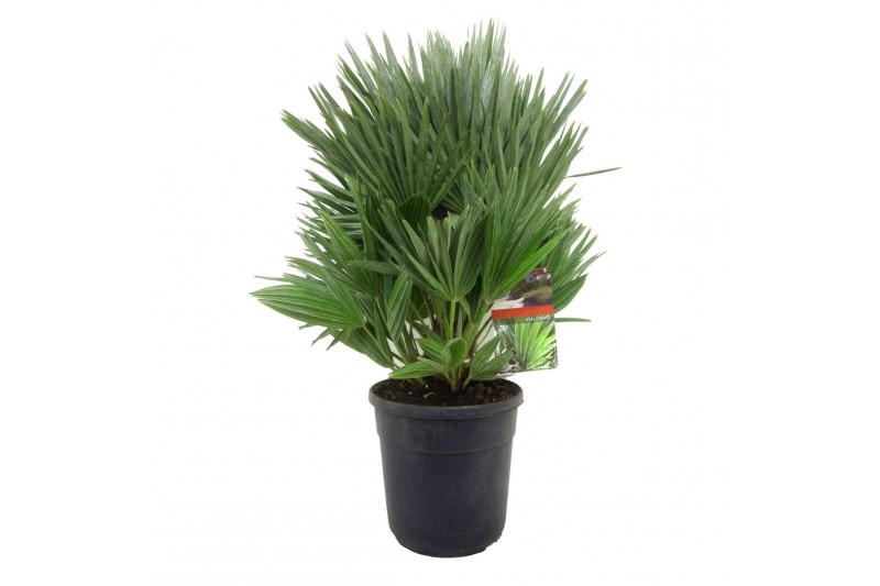 Chamaerops humilis vulcano 