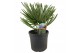 Chamaerops humilis vulcano 