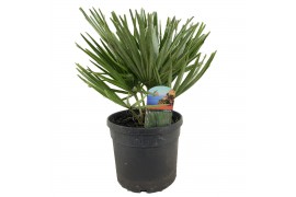 Chamaerops humilis vulcano