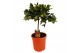 Citrus microcarpa calamondin op stam 
