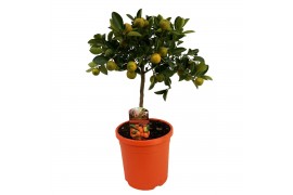 Citrus microcarpa calamondin op stam