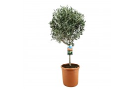 Olea europaea