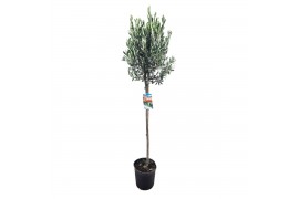 Olea europaea
