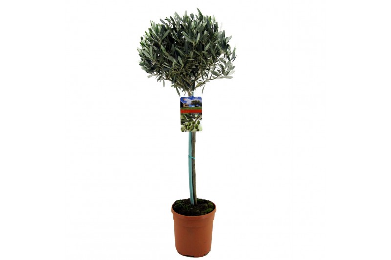 Olea europaea 
