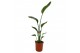 Strelitzia nicolai augusta 