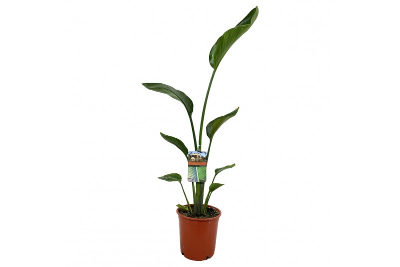 Strelitzia nicolai augusta 