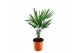 Trachycarpus fortunei 
