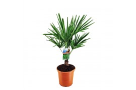 Trachycarpus fortunei