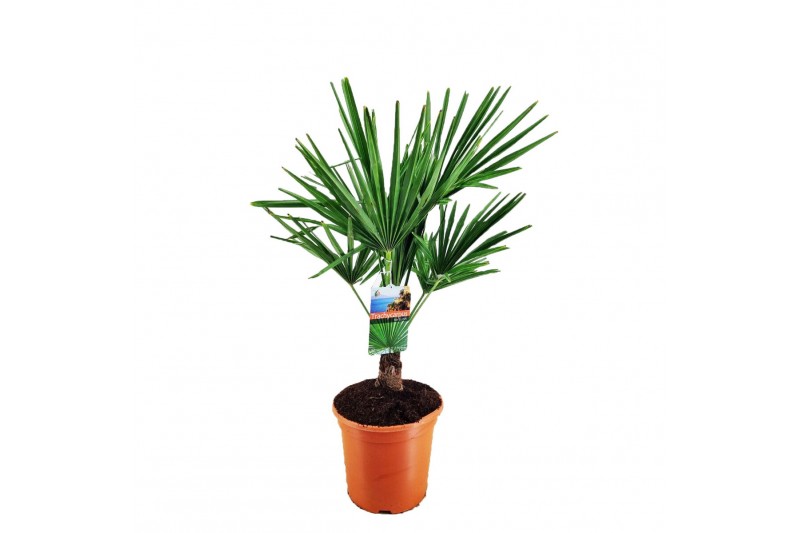 Trachycarpus fortunei 