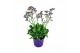 Limonium salt lake 3 tak/plnt 
