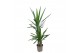 Yucca 45-20 - Toef - 1 Kop 