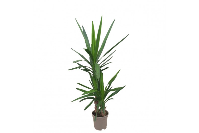 Yucca 45-20 - Toef - 1 Kop 