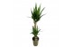 Yucca 60-20 - Toef 