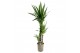 Yucca 90-45-20 - Toef 