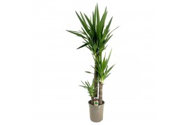 Yucca 90-45-20 - Toef