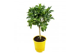 Citrus limequat