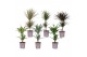 Dracaena mix 2 pp 