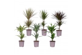 Dracaena mix 2 pp