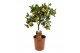 Citrofortunella microcarpa Citrus calamondin 