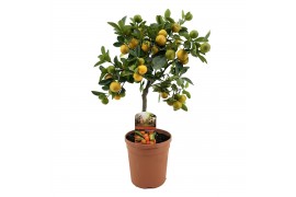 Citrofortunella microcarpa Citrus calamondin