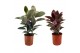 Ficus mix 