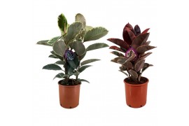 Ficus mix