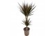 Dracaena marg. magenta 30-10 