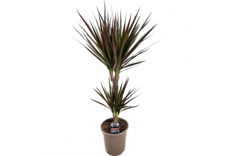 Dracaena marg. magenta 30-10 