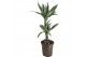 Dracaena fragr. der. white stripe 30-10 