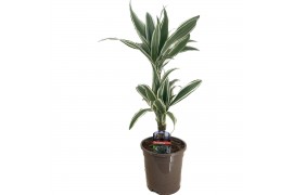 Dracaena fragr. der. white stripe 30-10
