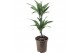 Dracaena fragr. der. warneckei 30-10 