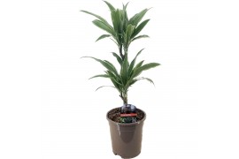 Dracaena fragr. der. warneckei 30-10