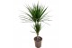Dracaena marginata 30-10 