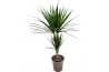 Dracaena marginata 30-10