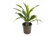 Dracaena fragr. der. lemon lime Kopstek 