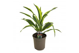 Dracaena fragr. der. lemon lime Kopstek