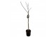Ficus carica 