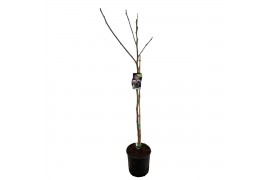 Ficus carica