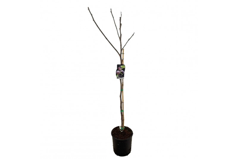 Ficus carica 
