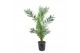 Phoenix canariensis 