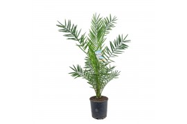 Phoenix canariensis