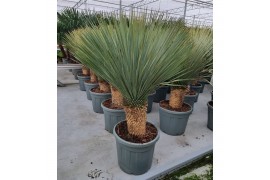 Yucca rostrata 1 PP