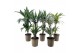 Dracaena mix Deremensis + Yucca 2 pp 