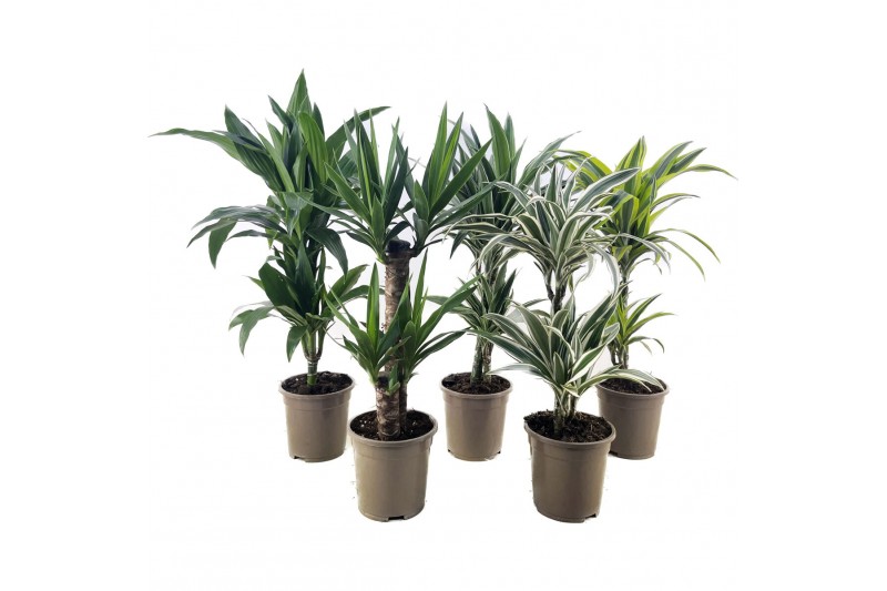 Dracaena mix Deremensis + Yucca 2 pp 