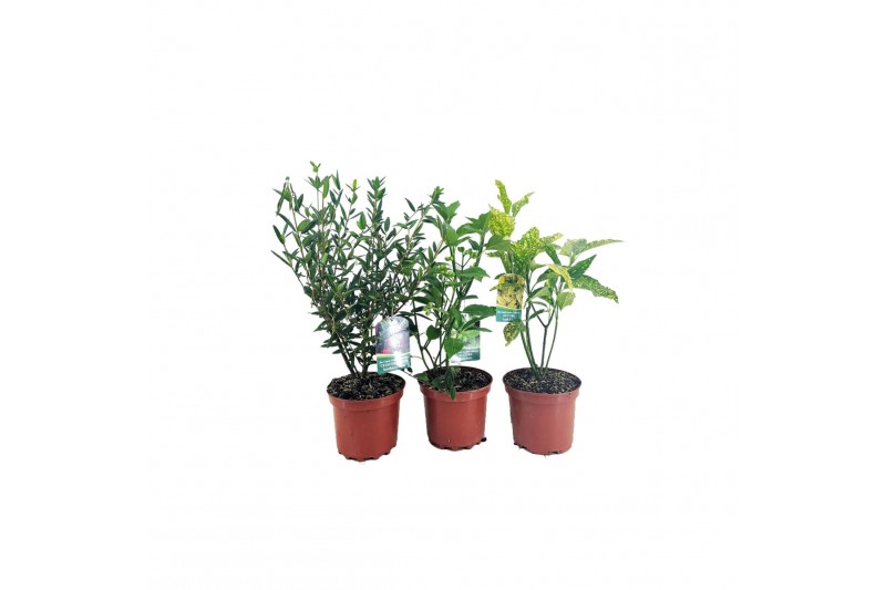 Heesters kuipplanten Tuinplanten mix 