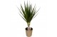Dracaena marginata enkele Stam 