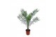 Phoenix canariensis 