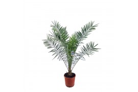 Phoenix canariensis